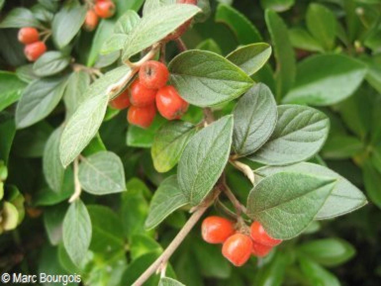 COTONEASTER_1